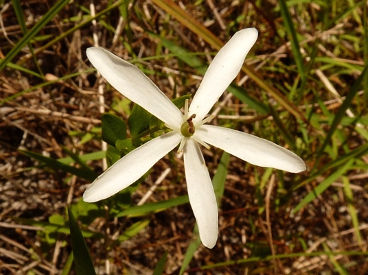 {Sabatia difformis}